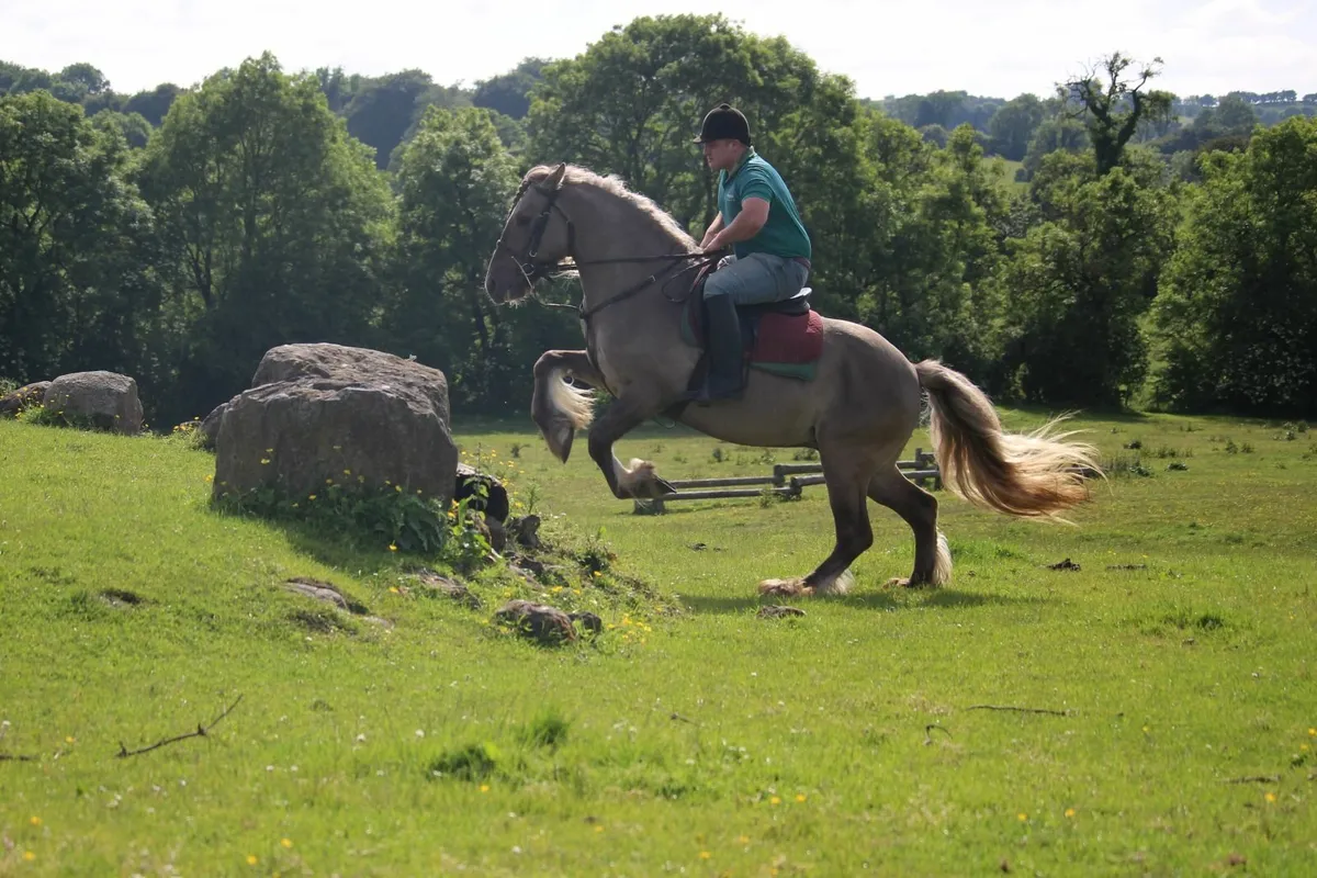 Smoky Grullo Silver stallion - Image 3