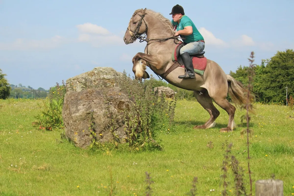 Smoky Grullo Silver stallion - Image 4
