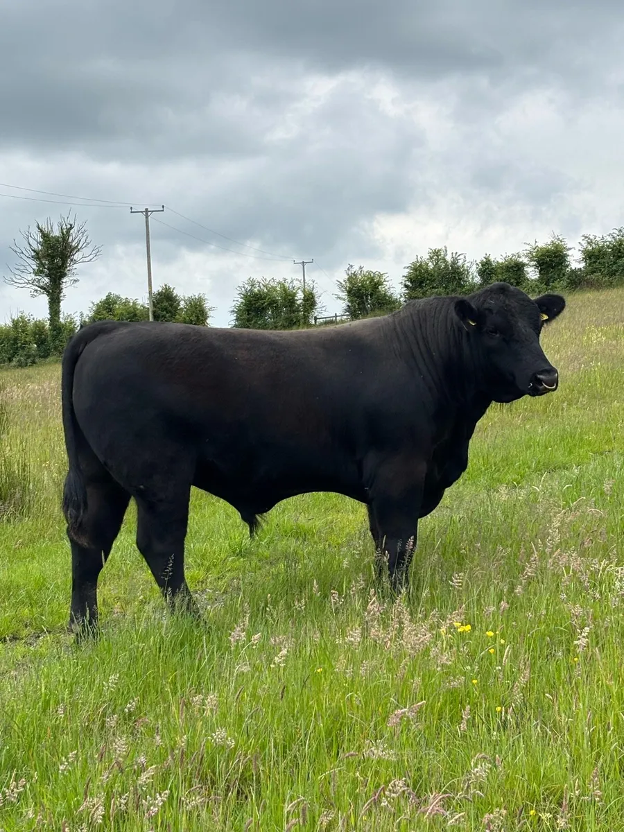 PB Angus bull - Image 1