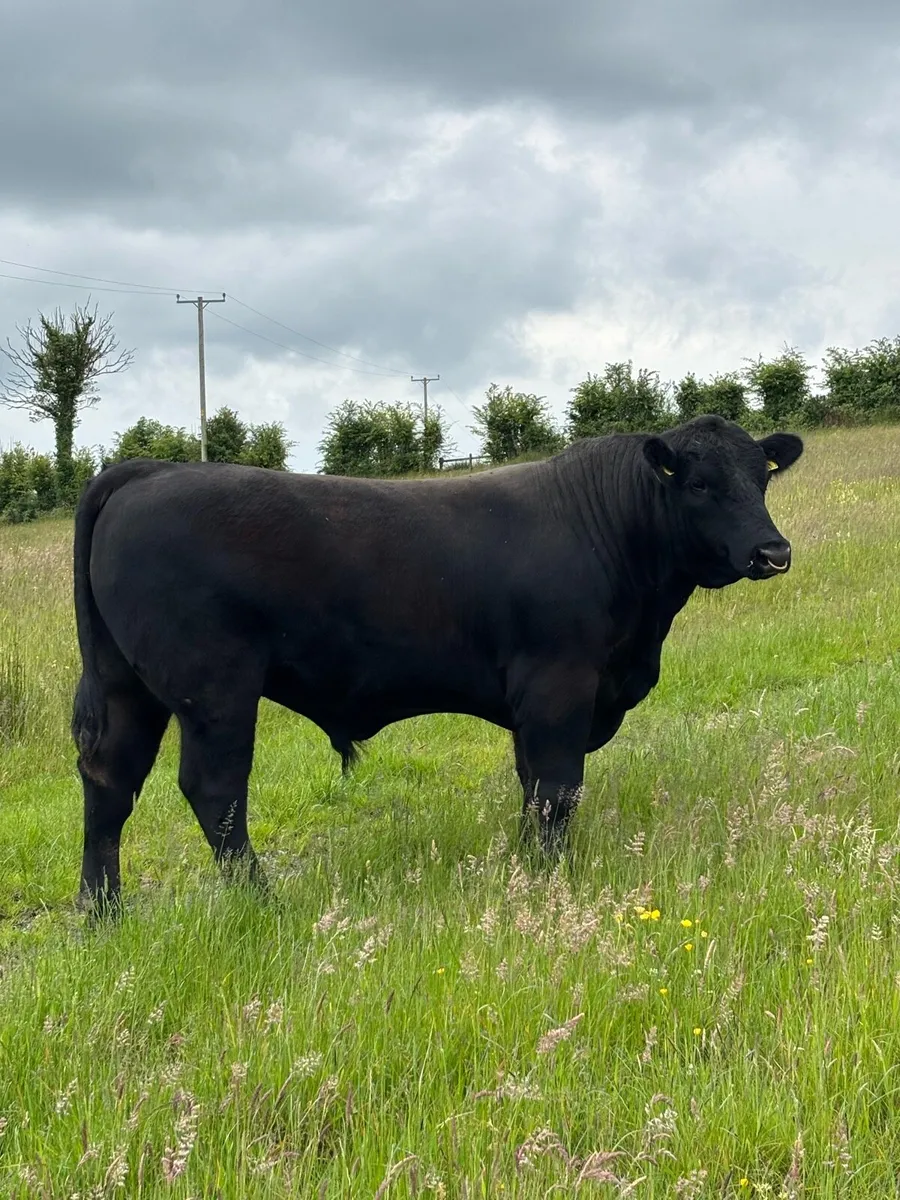PB Angus bull - Image 2