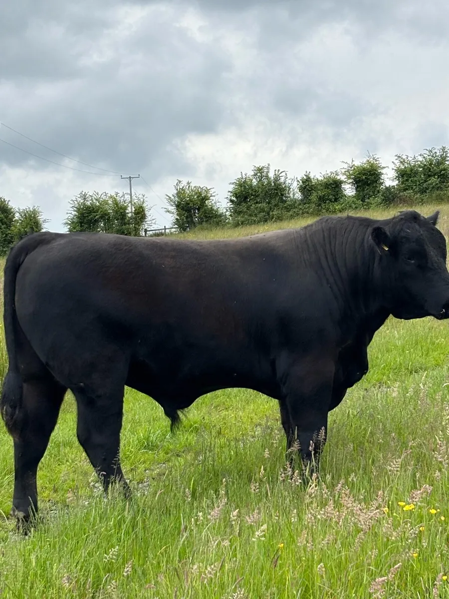 PB Angus bull - Image 3