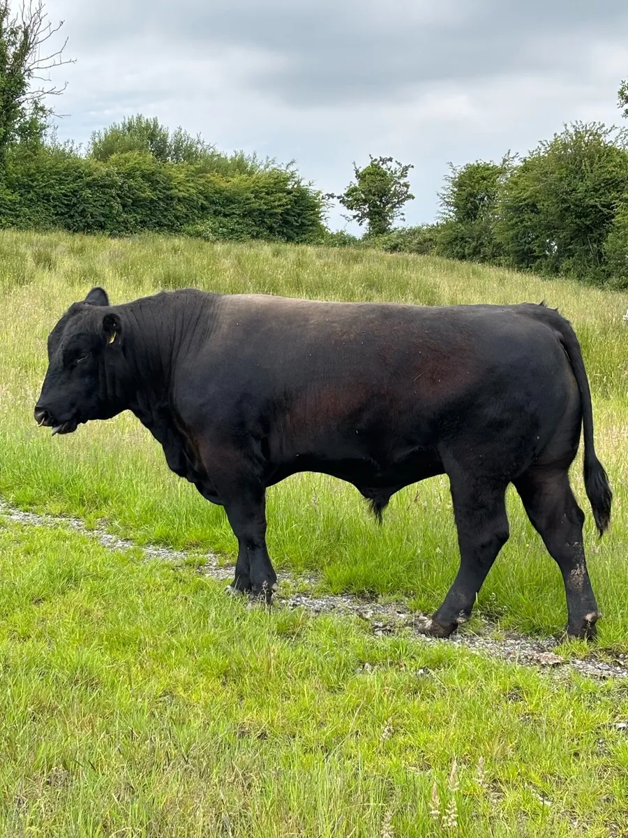 PB Angus bull - Image 4