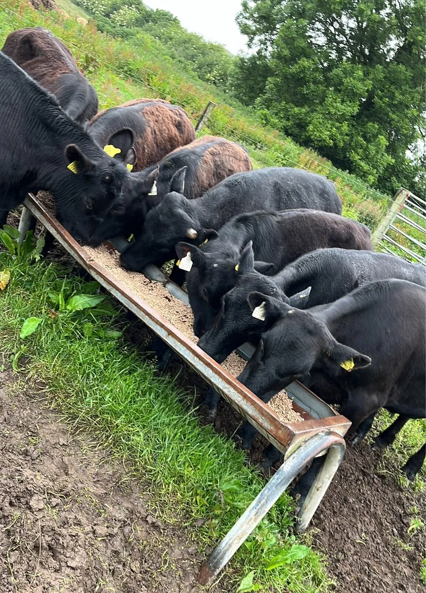 Super Yearling LIM Store Bullocks - Image 1