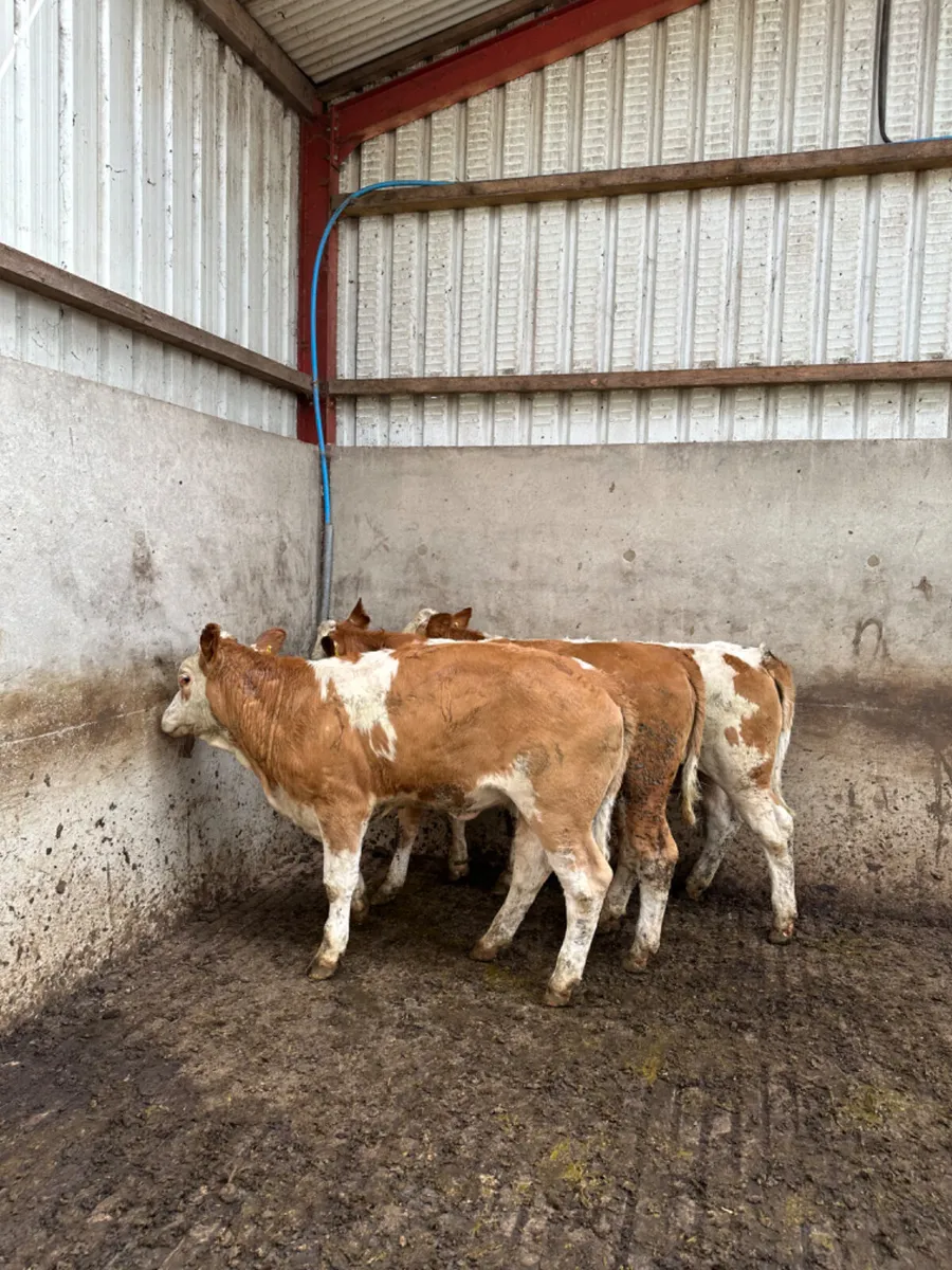 Pbnr Simmental heifers - Image 4