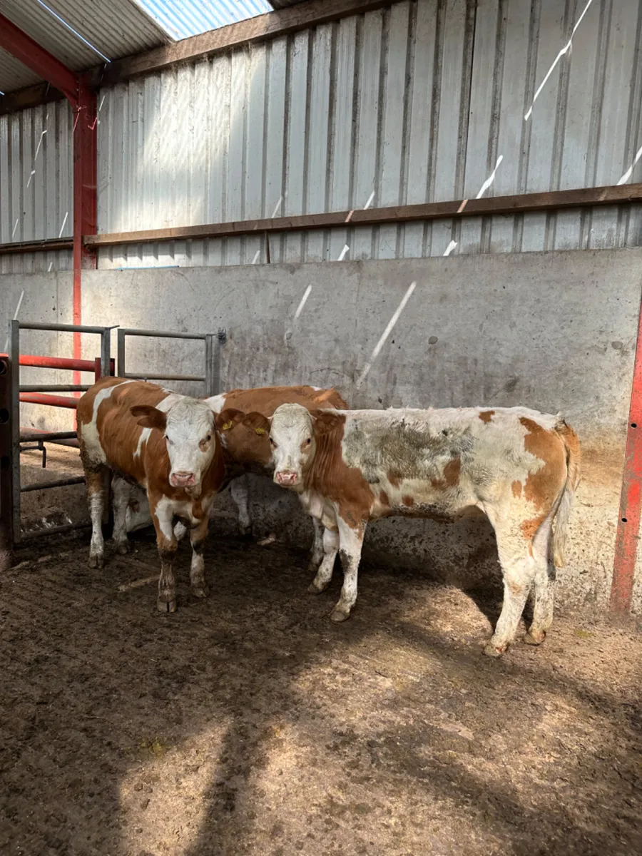 Pbnr Simmental heifers - Image 2