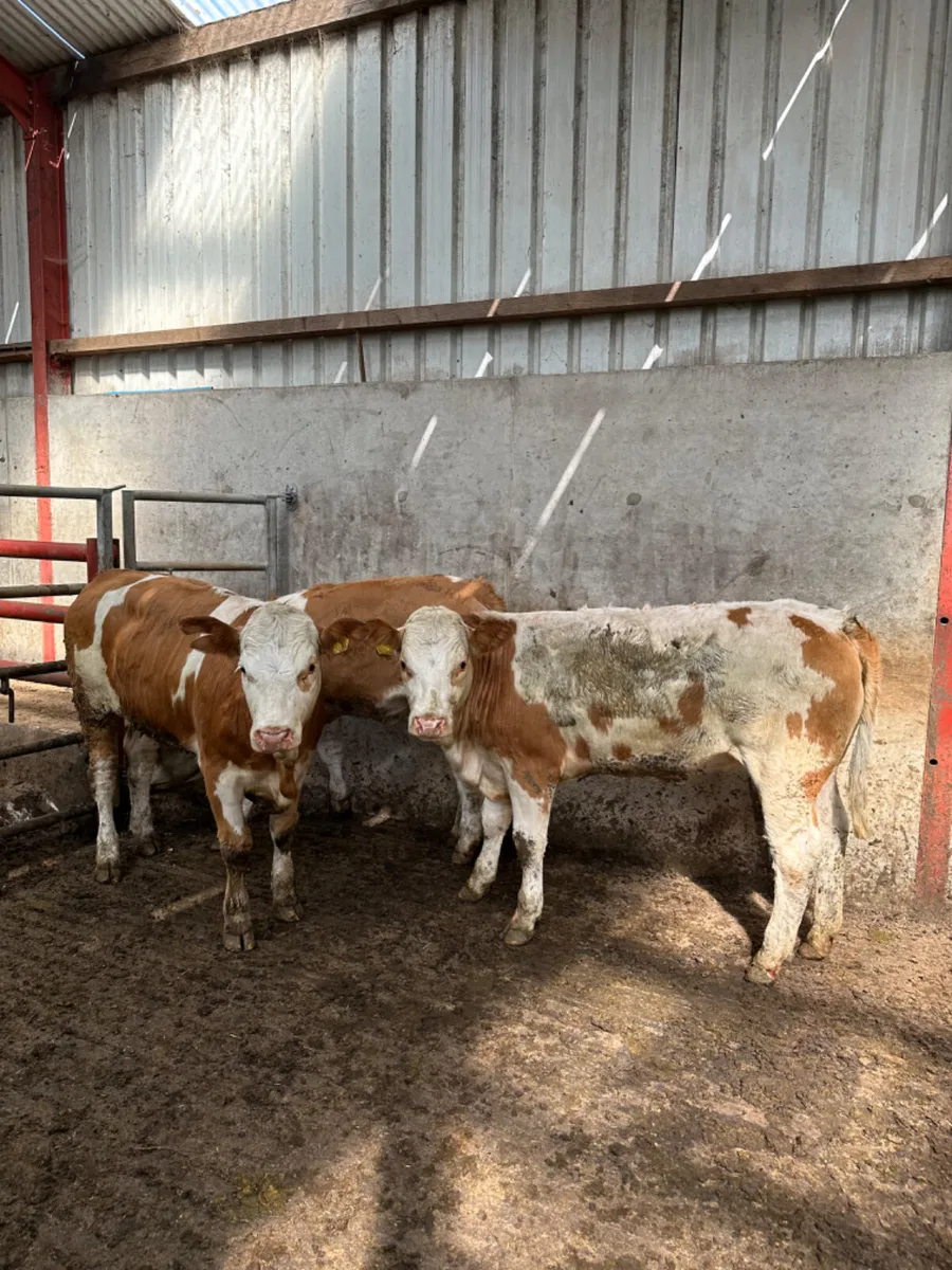 Pbnr Simmental heifers - Image 1