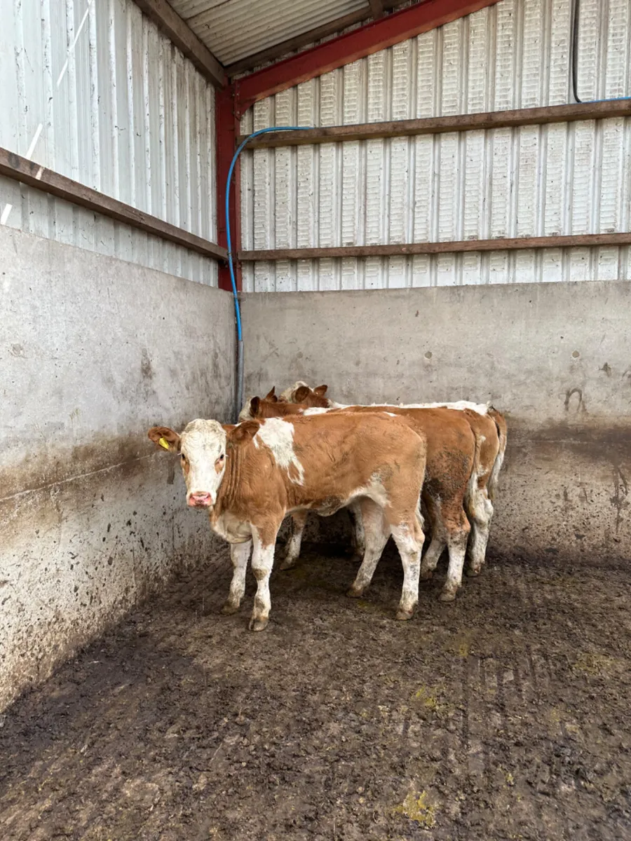 Pbnr Simmental heifers - Image 3