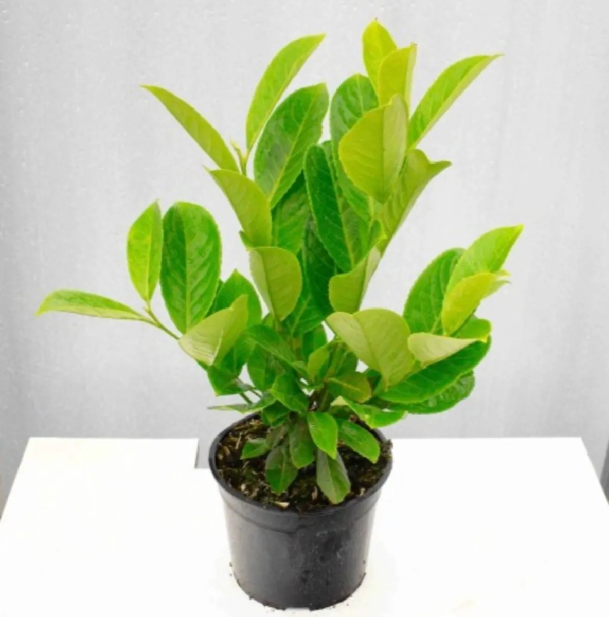 2 Foot Tall Laurel Hedge