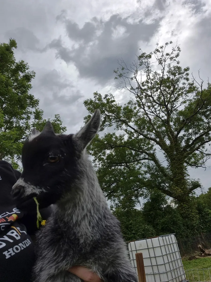 Pygmy goats - Image 2
