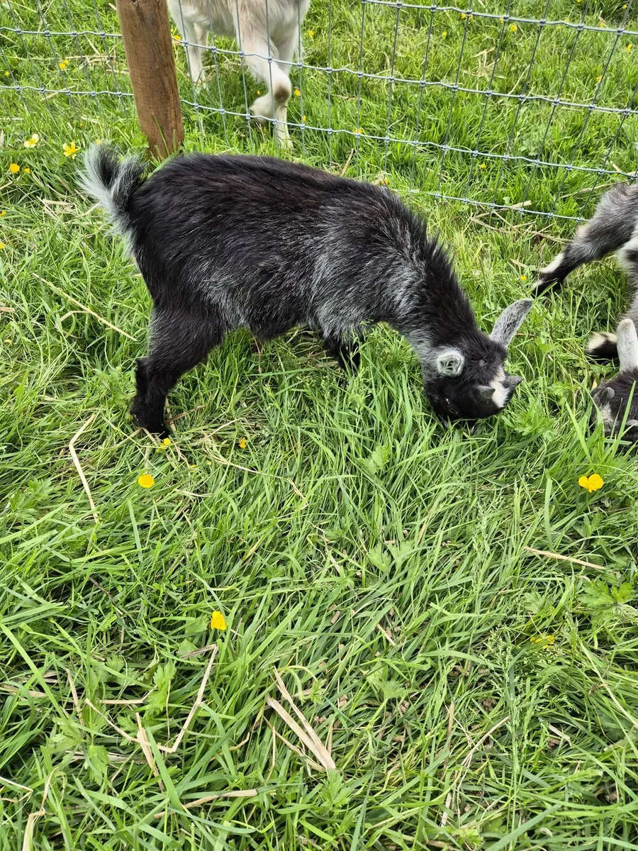 Pygmy goats - Image 3