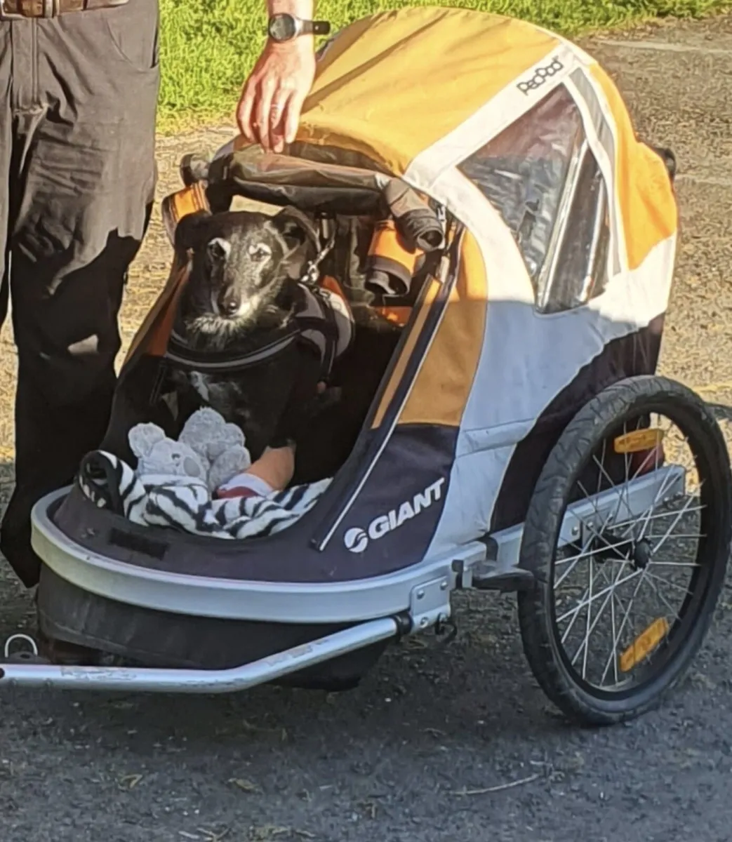 Bicycle dog trailer