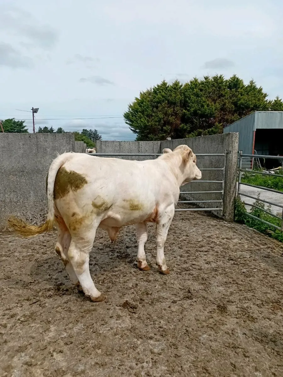 Pure bred Charolais bull - Image 1