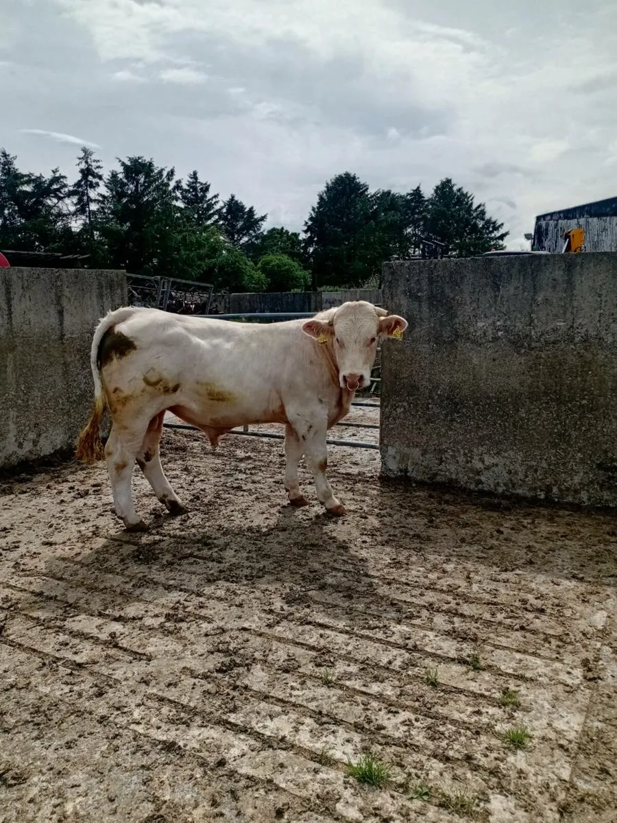 Pure bred Charolais bull - Image 2