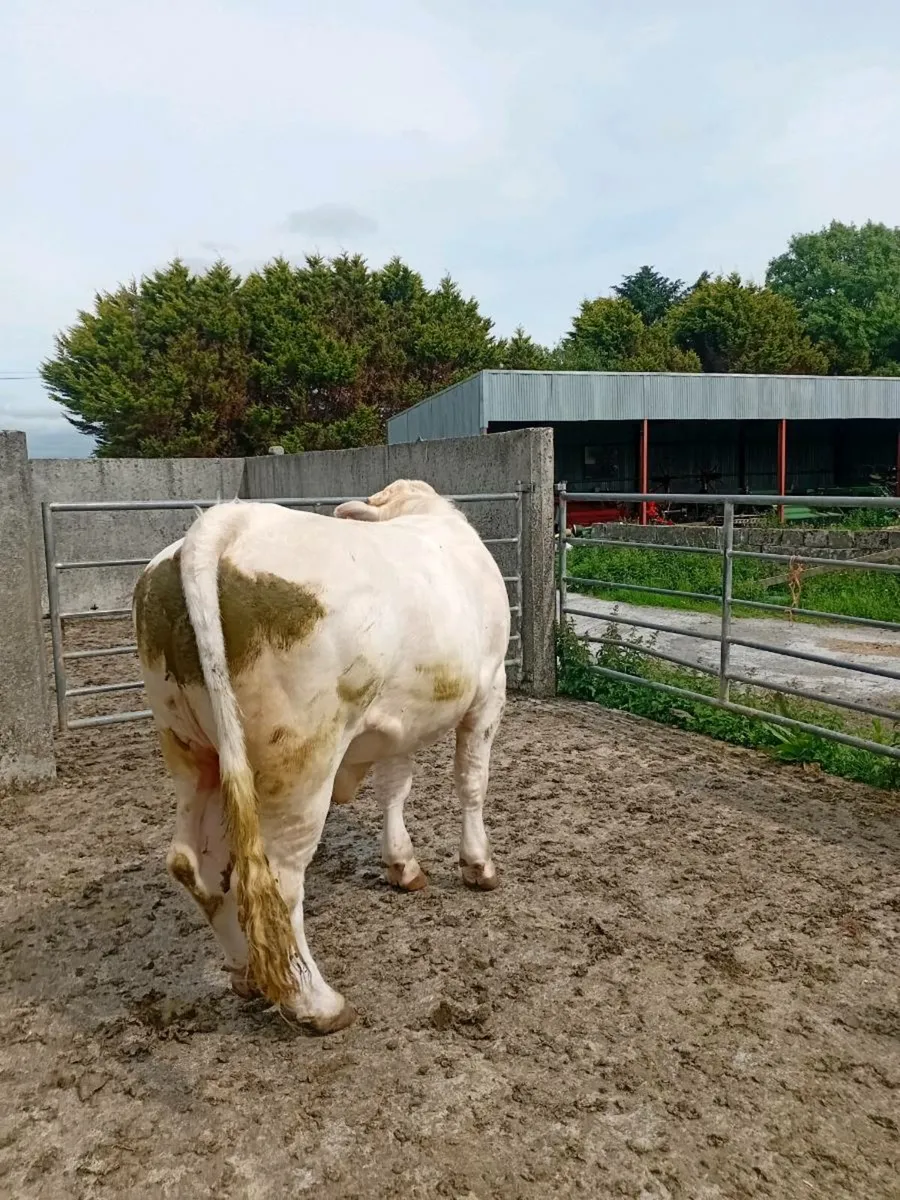 Pure bred Charolais bull - Image 3