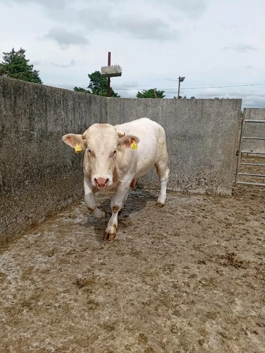 Pure bred Charolais bull - Image 4