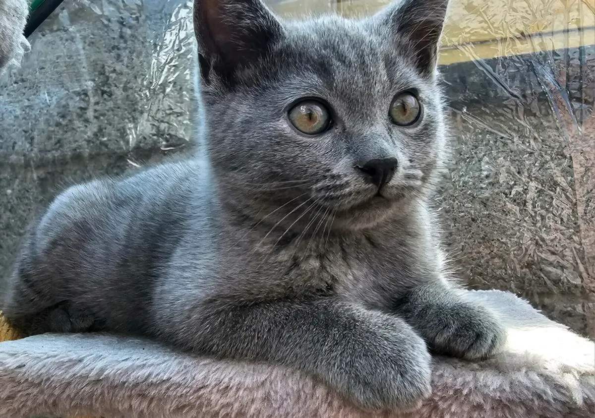 British Shorthair Kittens - Image 2
