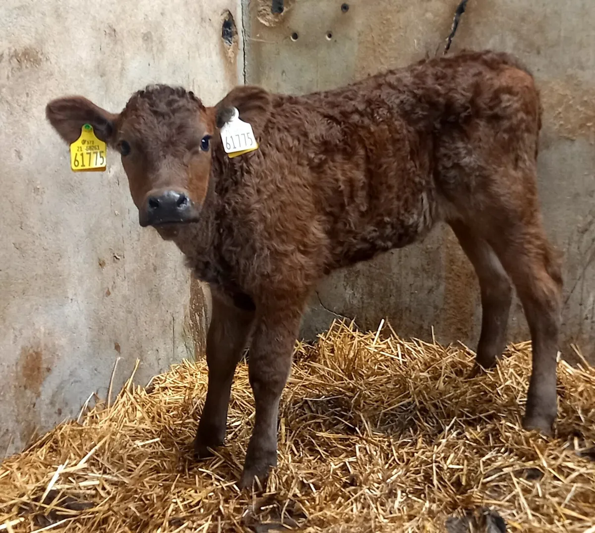 SUCK  CALF  SUCKLER  HEIFER