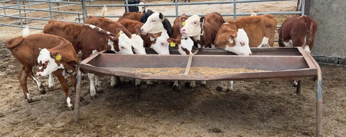 12 smashing reared Hereford heifers - Image 1