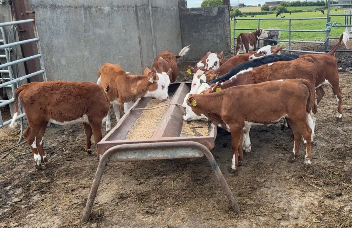 12 smashing reared Hereford heifers - Image 3