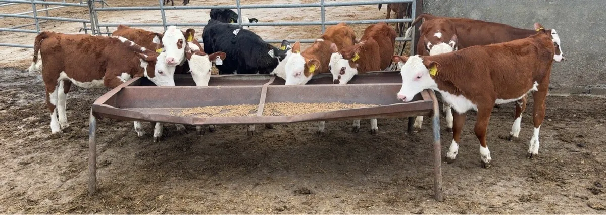 12 smashing reared Hereford heifers - Image 2