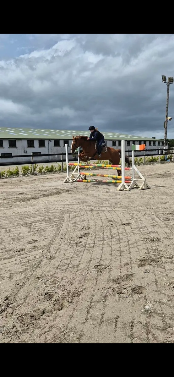 16.1 14 year old gelding - Image 1