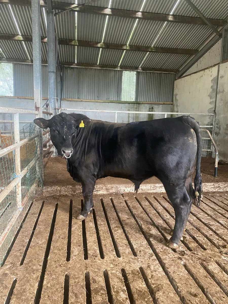 Angus bull - Image 1