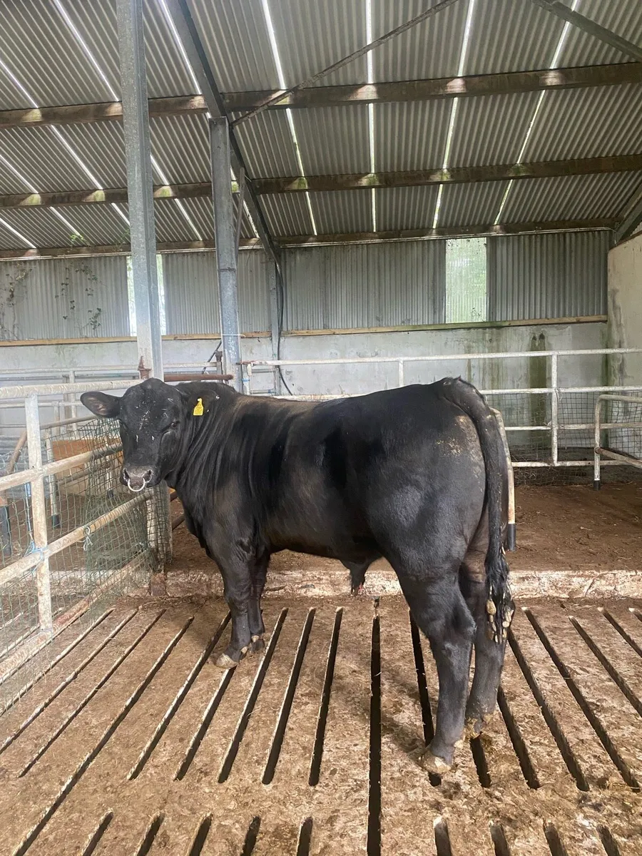 Angus bull - Image 2