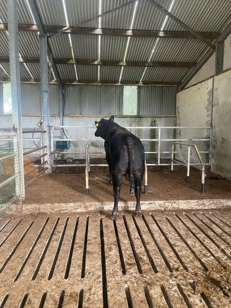 Angus bull - Image 3