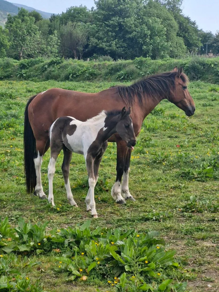 Square trotting mare & foal - Image 1