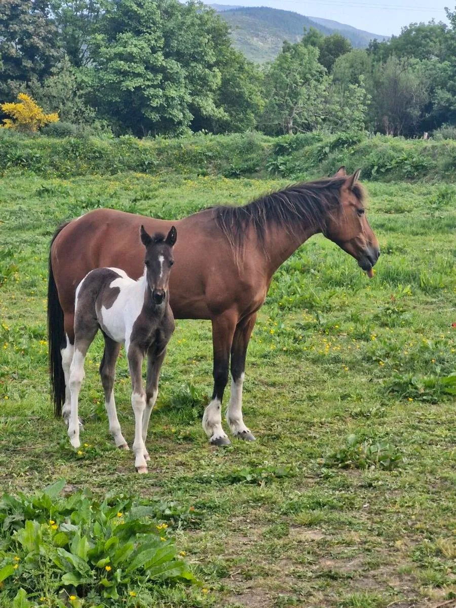 Square trotting mare & foal - Image 2