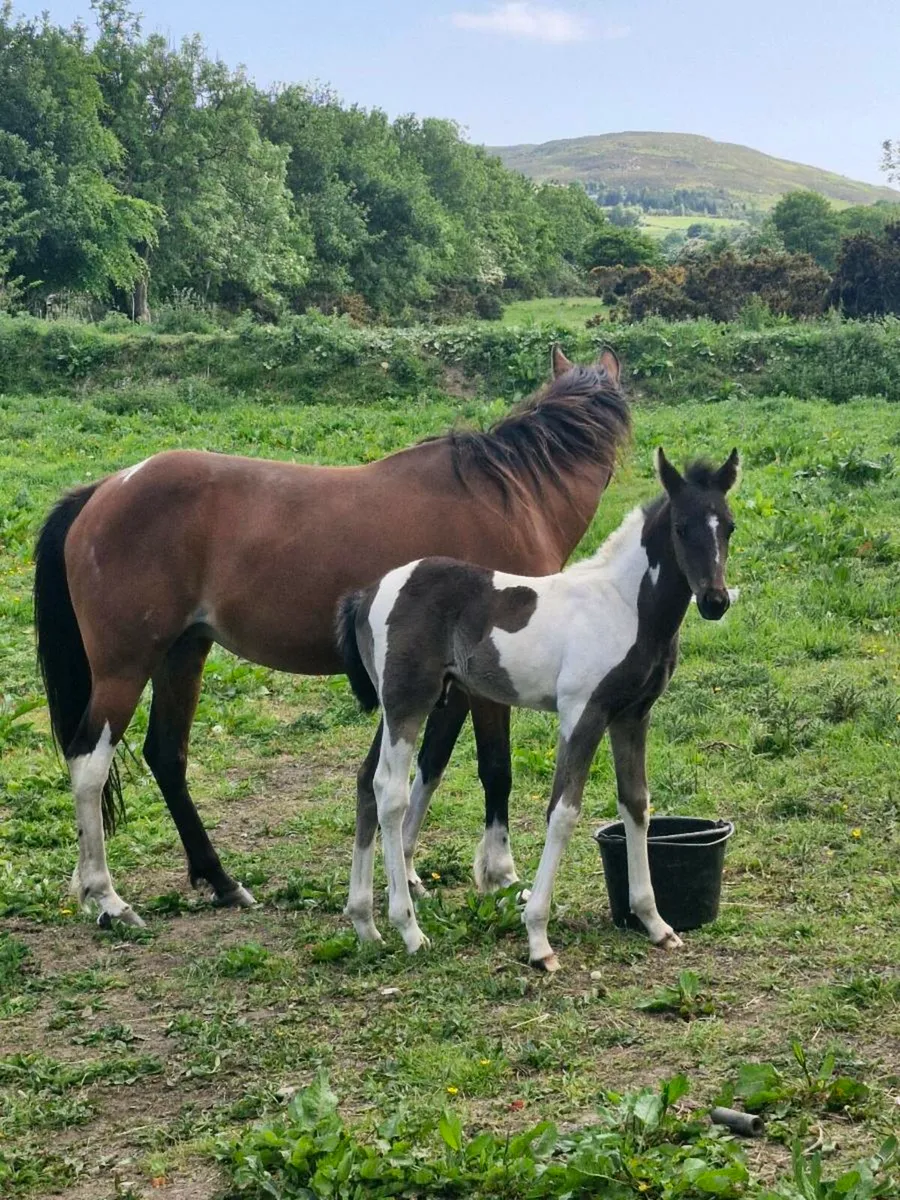 Square trotting mare & foal - Image 4