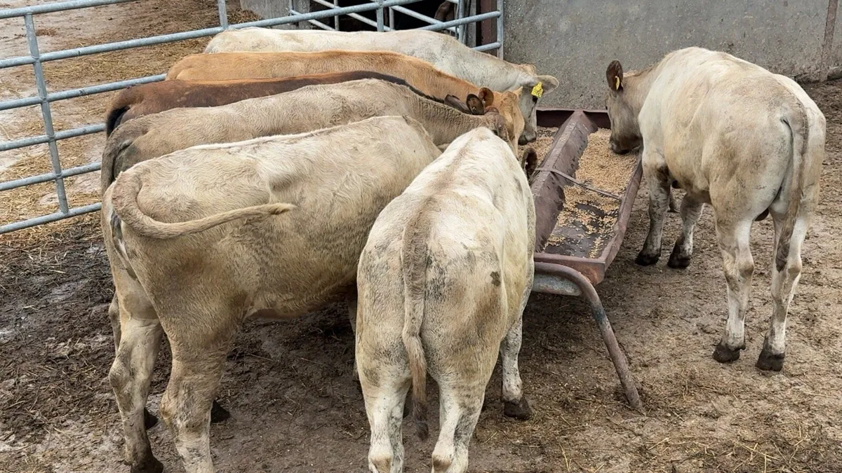 7 super beef cattle - Image 1