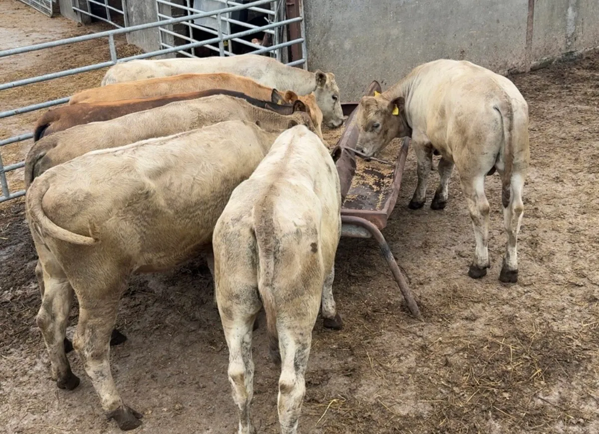 7 super beef cattle - Image 2