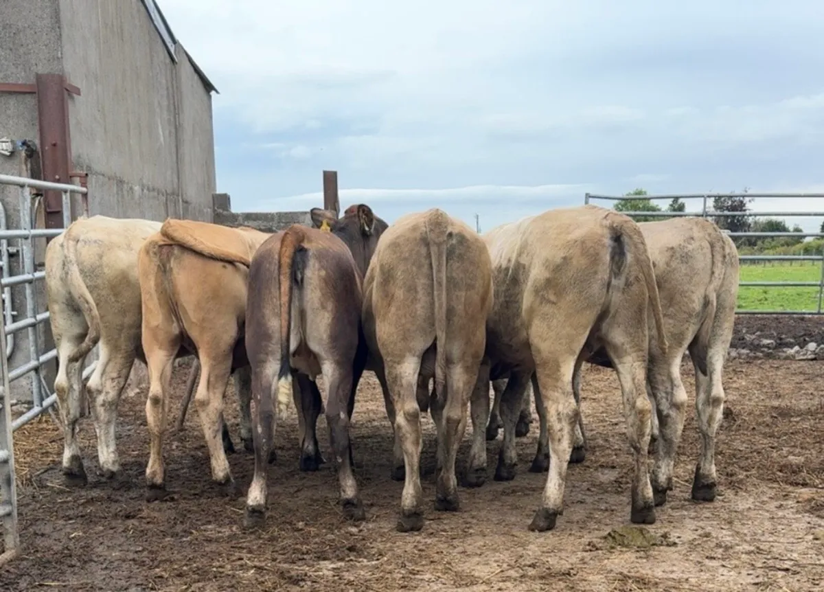 7 super beef cattle - Image 3