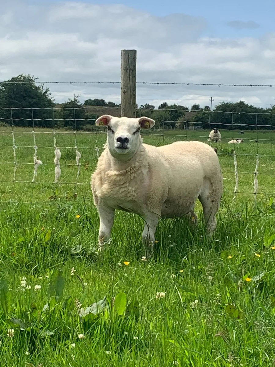 Sheep - Image 1