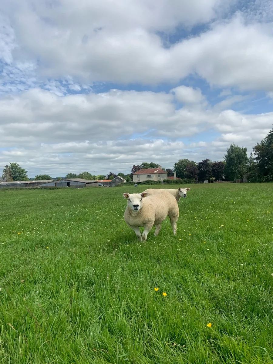 Sheep - Image 3
