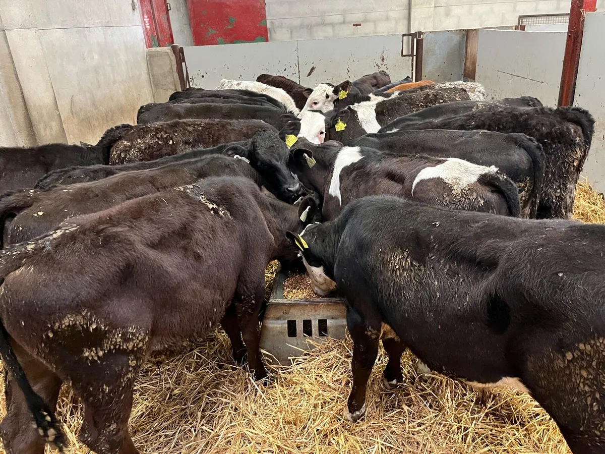 25 Serious AA & HE Bull Weanlings - Image 2