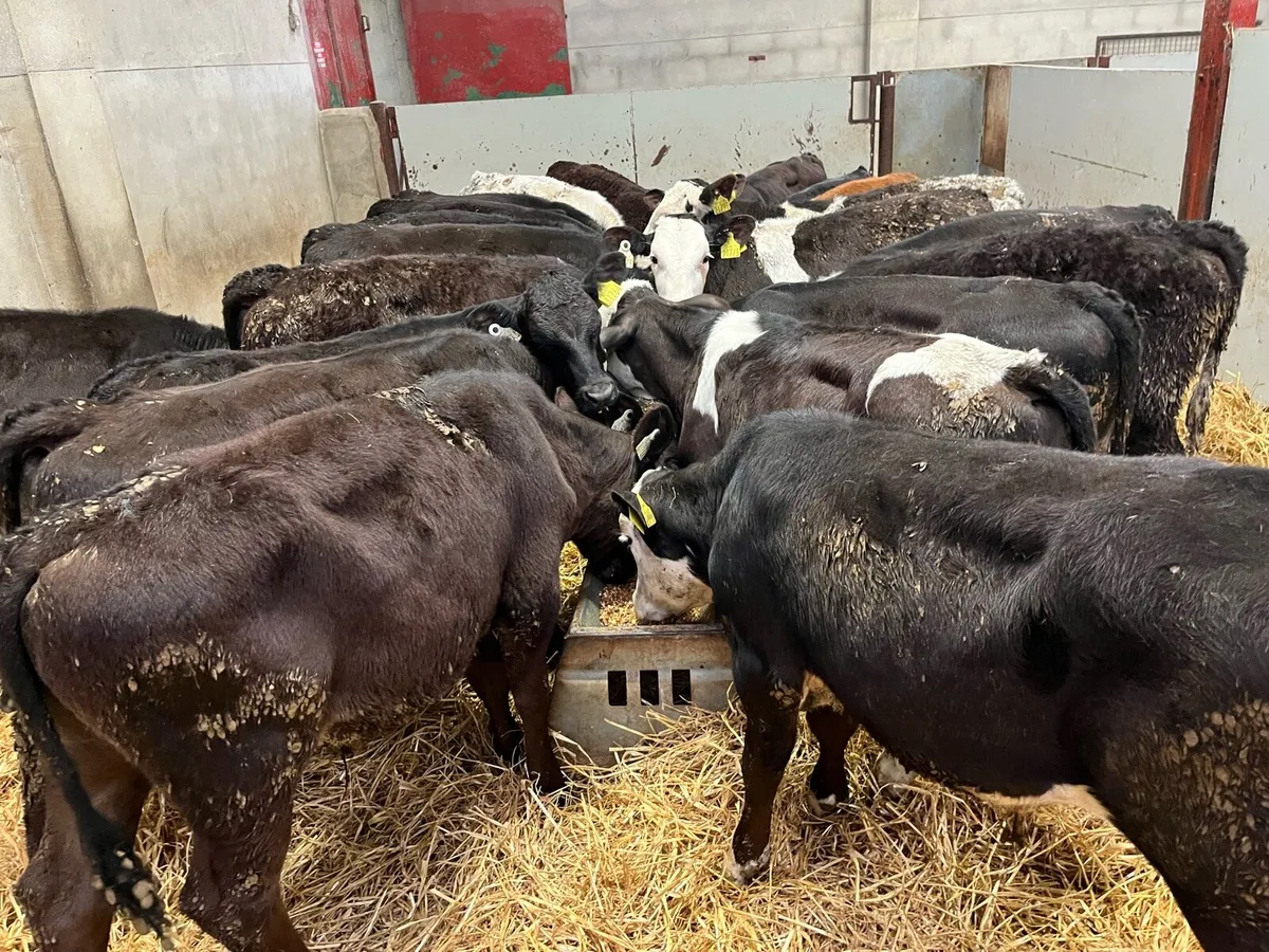 25 Serious AA & HE Bull Weanlings - Image 3