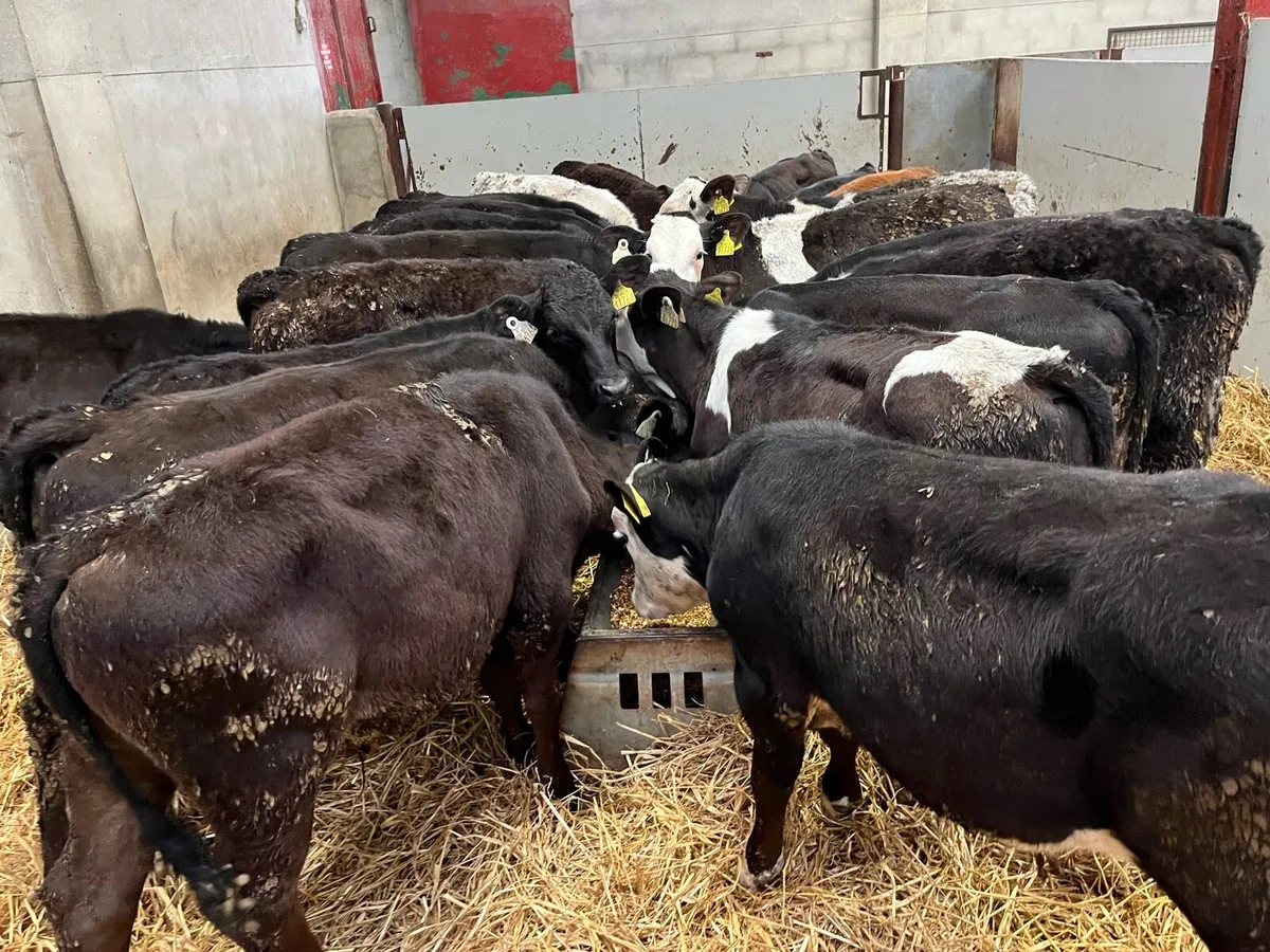 25 Serious AA & HE Bull Weanlings - Image 4