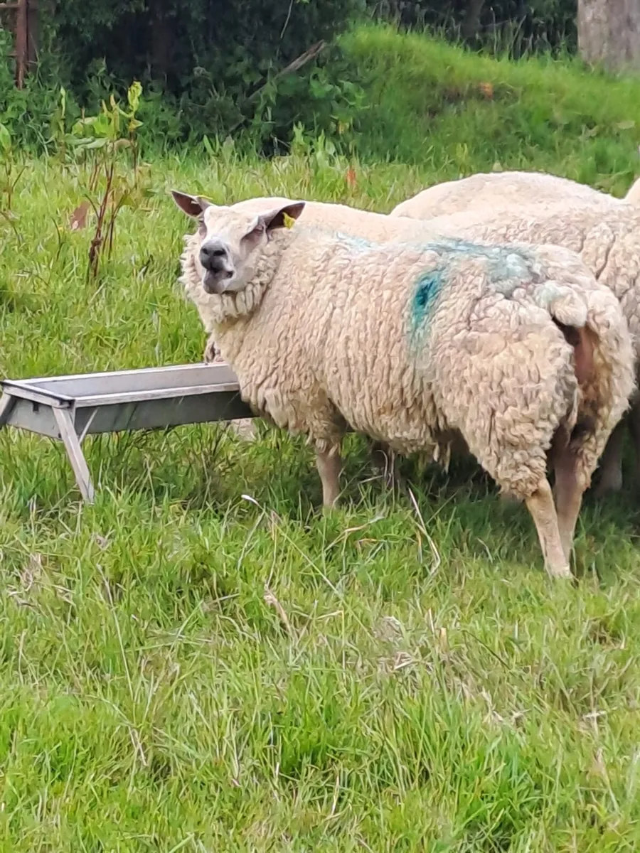 PBR sheep - Image 1