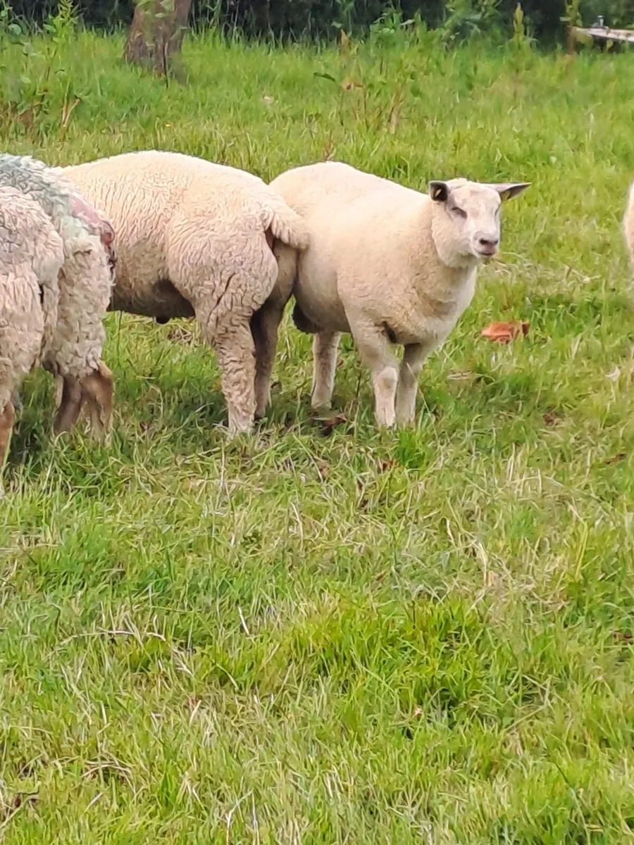 PBR sheep - Image 2