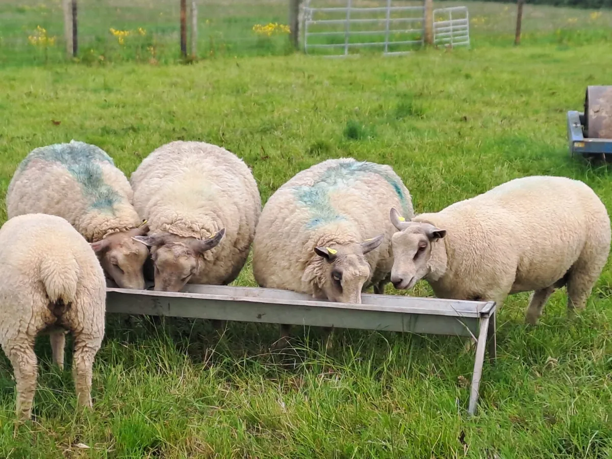 PBR sheep - Image 4