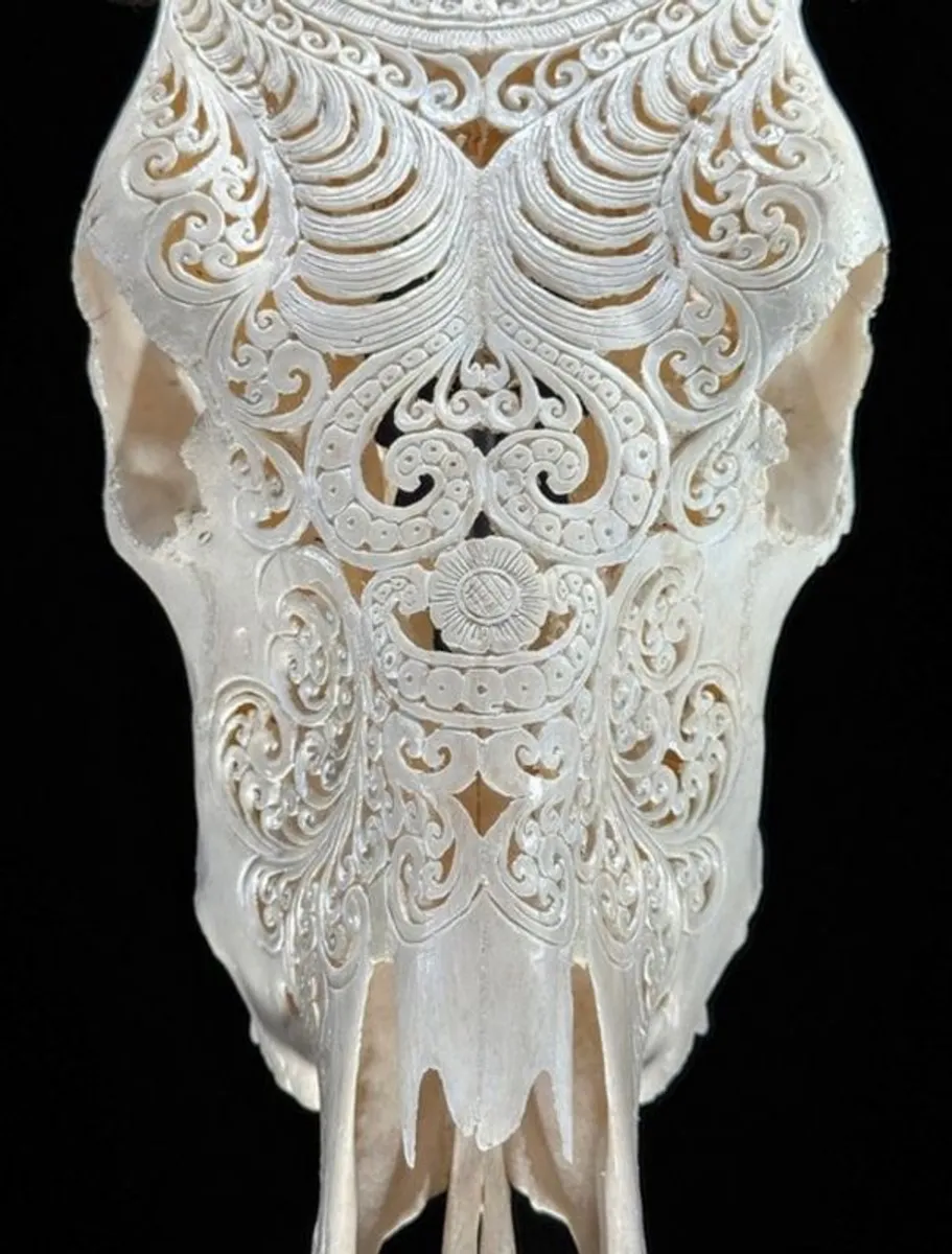 Authentic Hand Carved White Cow Skull -  Bone - Image 4