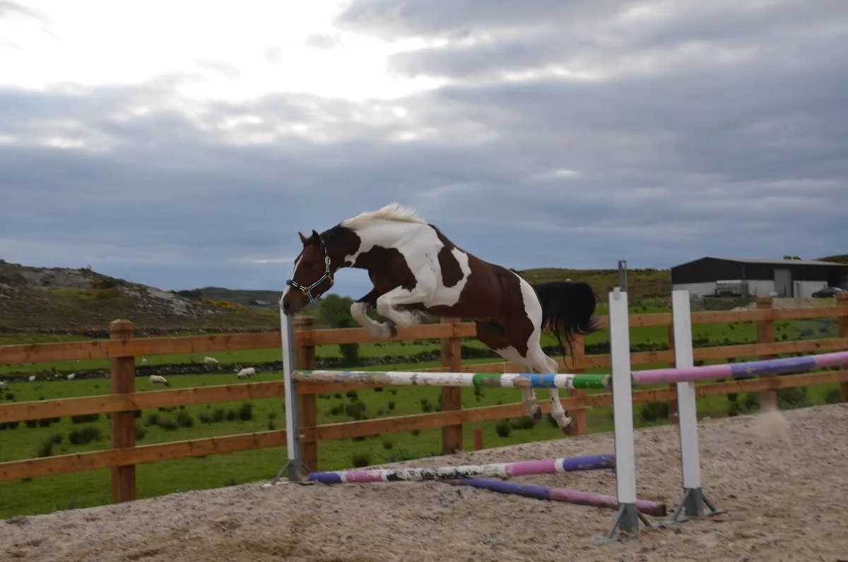Stallion for Stud Coloured Cruize - Image 2