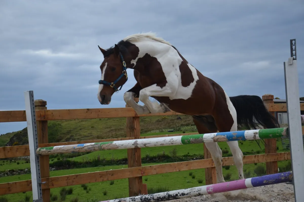 Stallion for Stud Coloured Cruize - Image 4