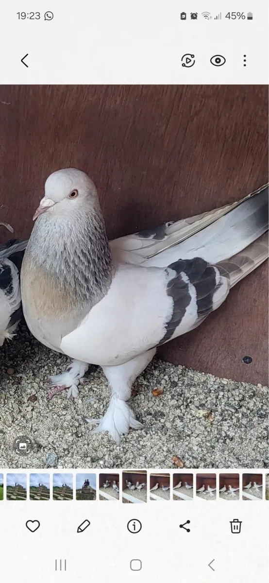 Takla pigeons - Image 1
