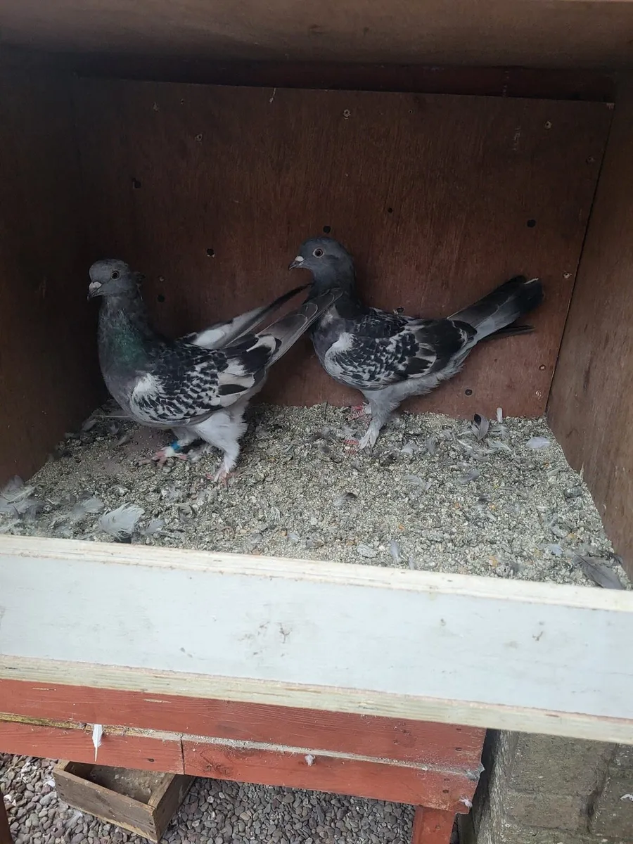 Takla pigeons - Image 2