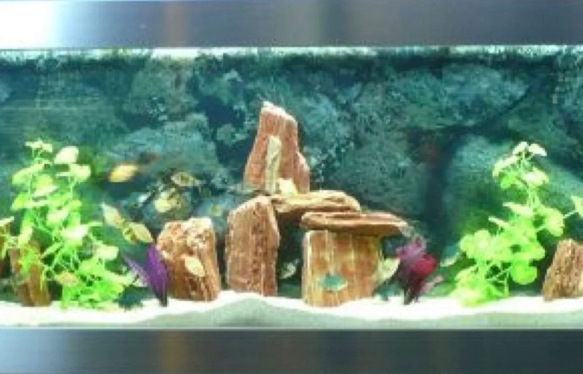 Wall mounted tropical fish tank - Image 1