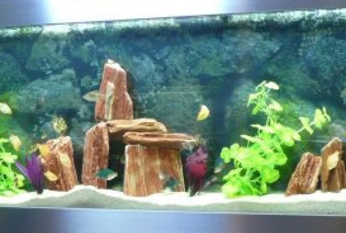 Wall mounted tropical fish tank - Image 2
