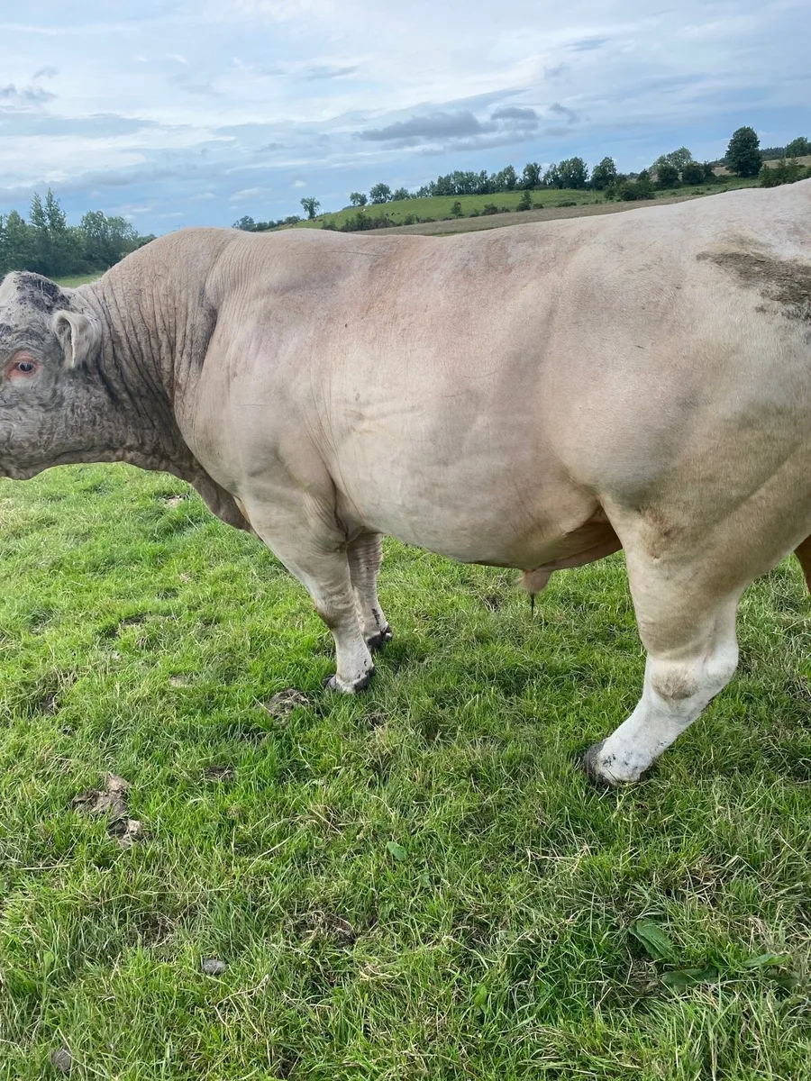 Charolais Bull - Image 1